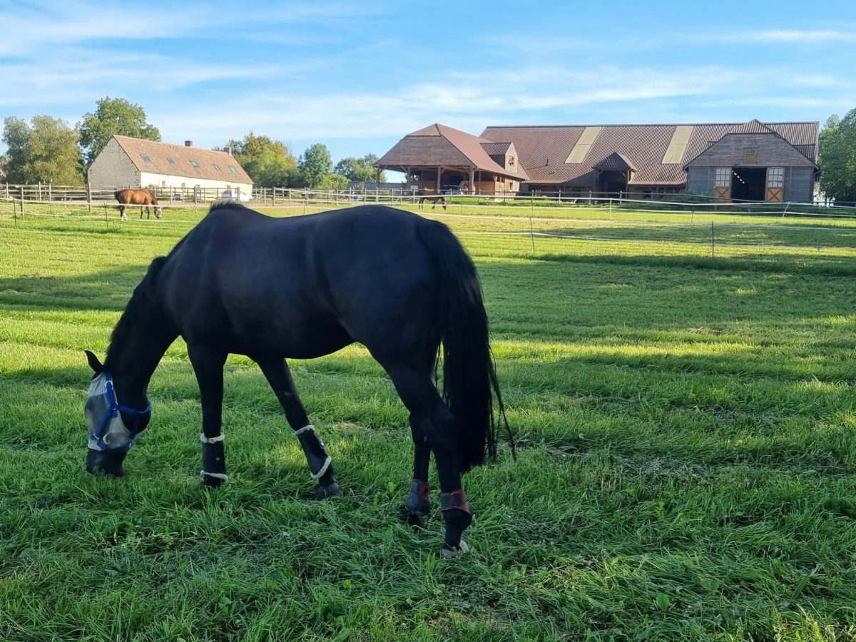 Haras Del Paradiso — Boitron
