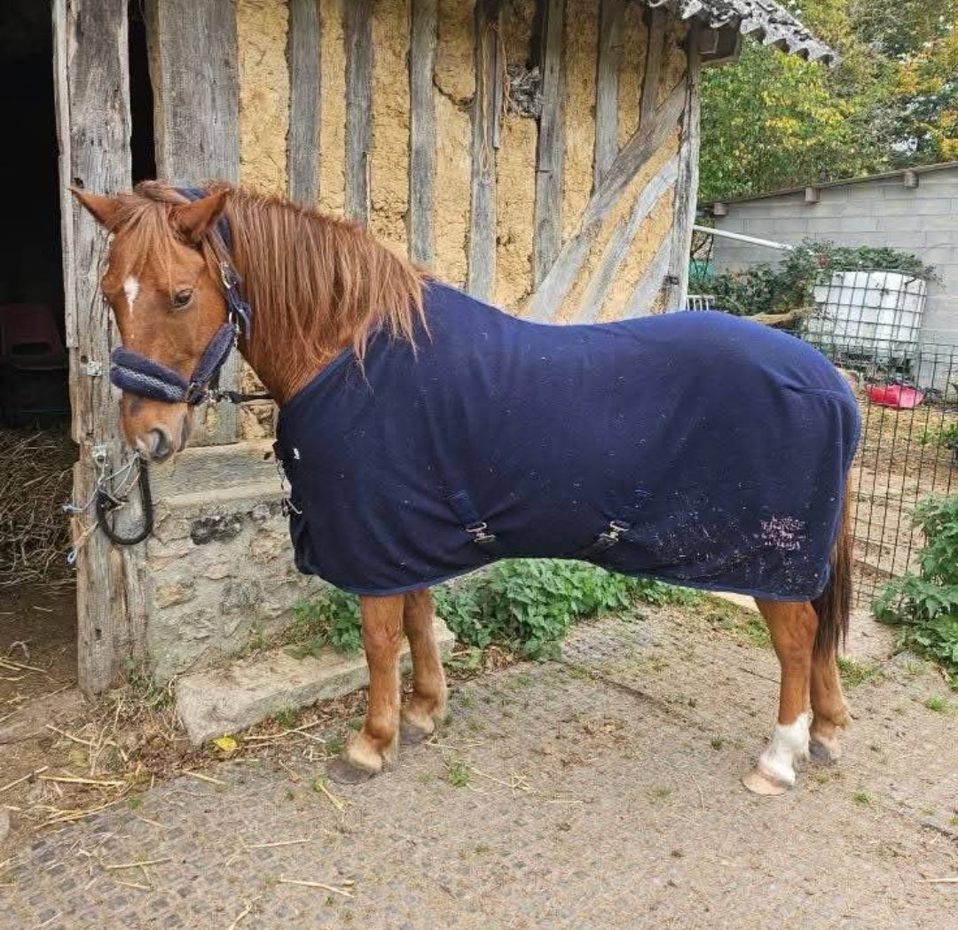 DP poney D