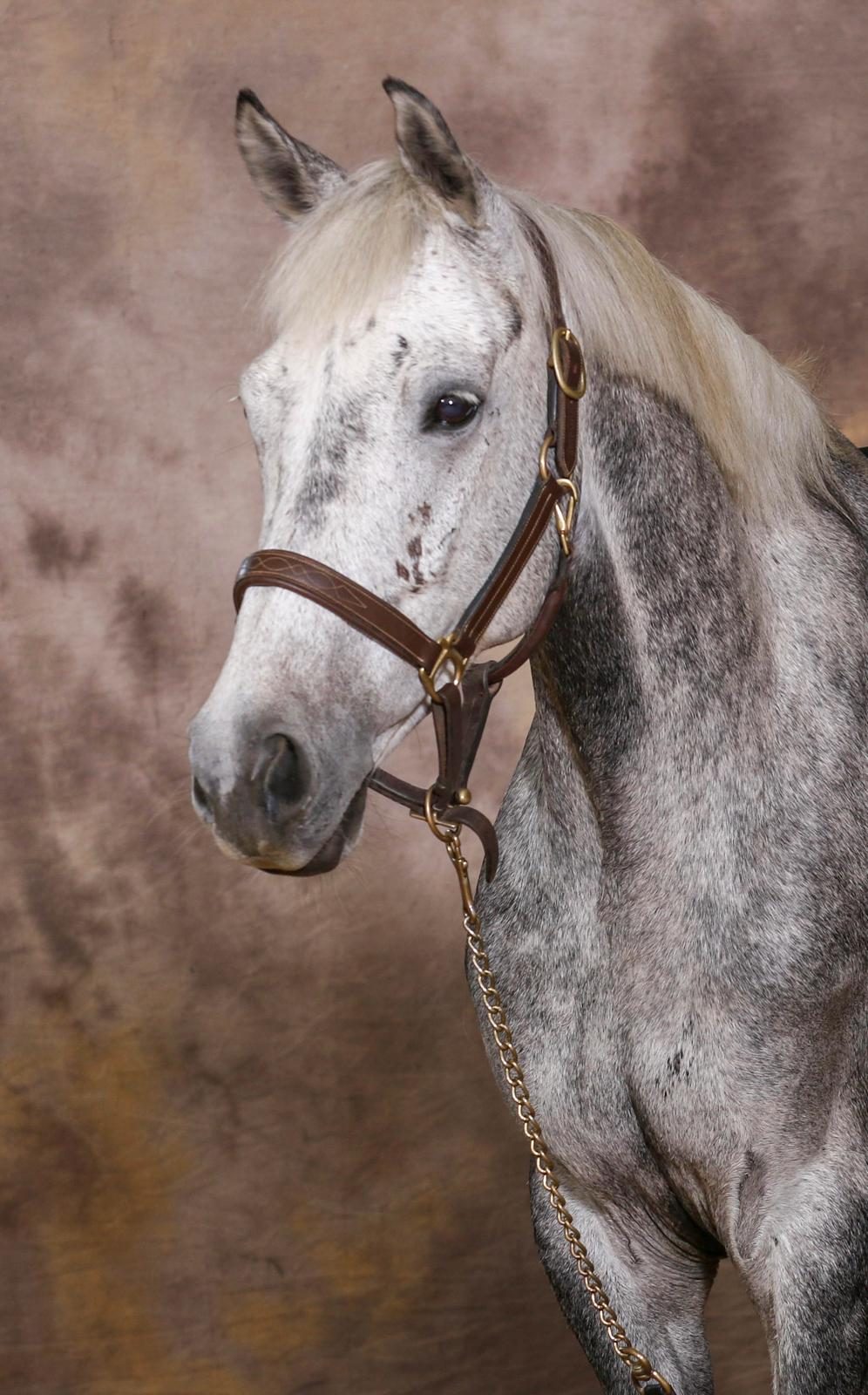 Poney futur Elite D